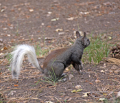 Kaibab Squirrel 2705